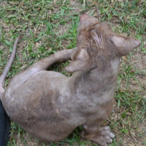 Enlarge Pop Tart, a Adoptable American Staffordshire Terrier in Jackson, LA image 2/4