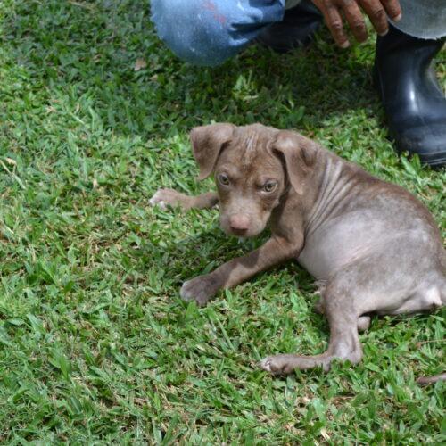 Enlarge Pop Tart, a Adoptable American Staffordshire Terrier in Jackson, LA image 4/4