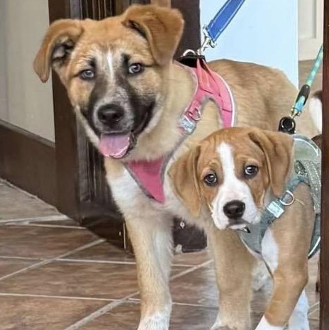 Enlarge Piper, an adopted mixed breed in Calabash, NC image 2/2