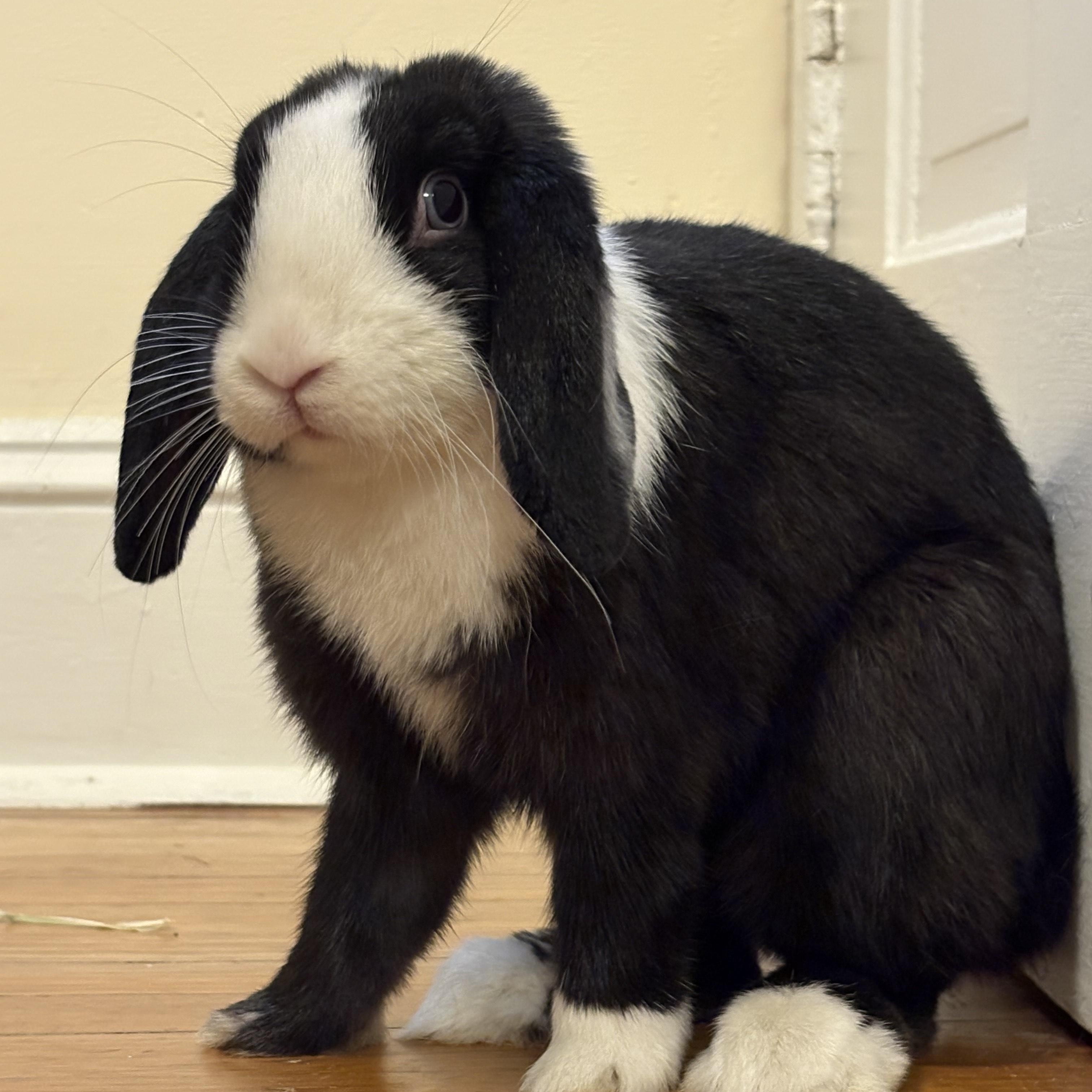 Bluebell, a Adopted mixed breed in Philadelphia, PA image 1/5