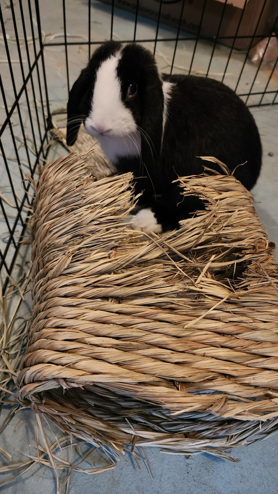 Bluebell, a Adopted mixed breed in Philadelphia, PA image 5/5