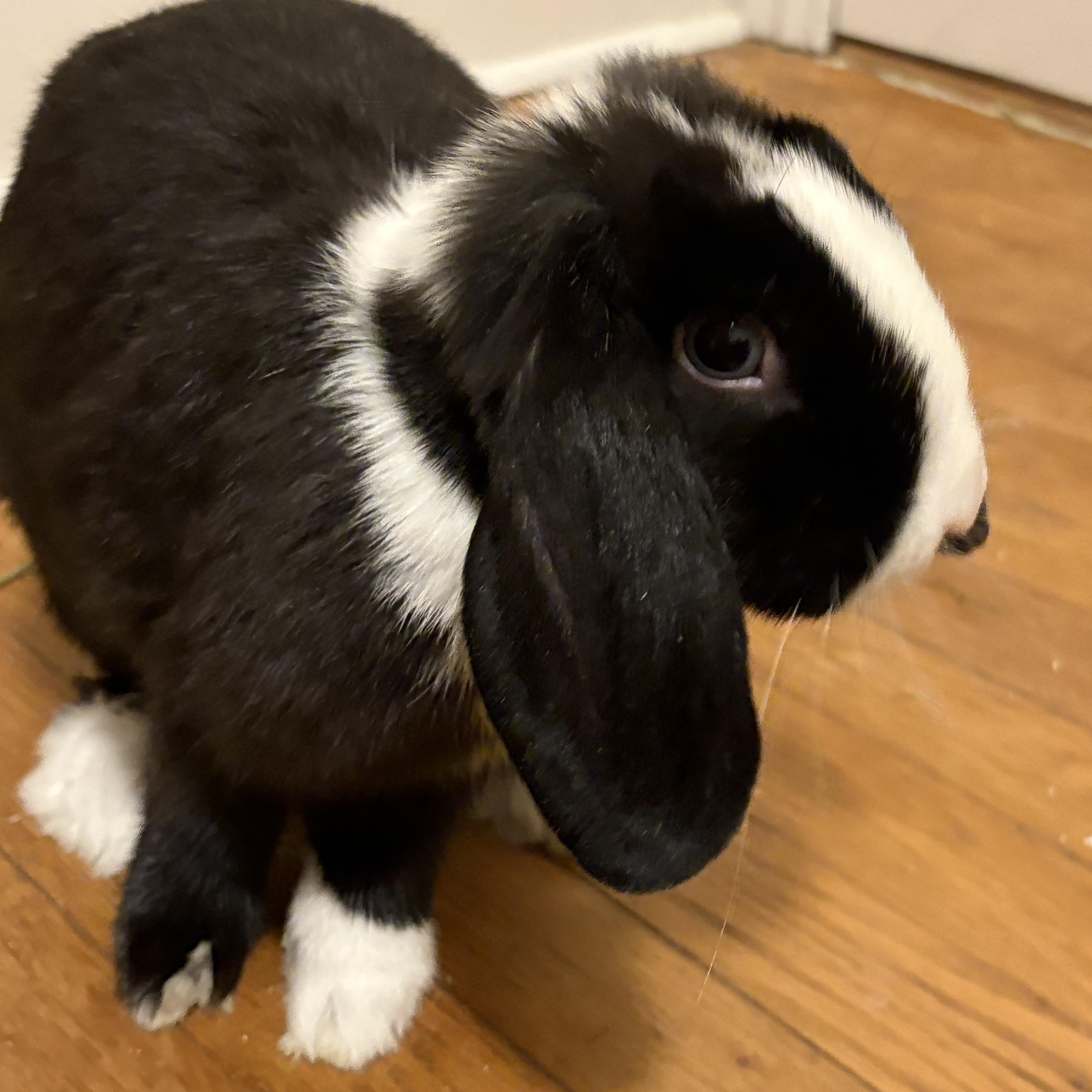 Bluebell, a Adopted mixed breed in Philadelphia, PA image 4/5