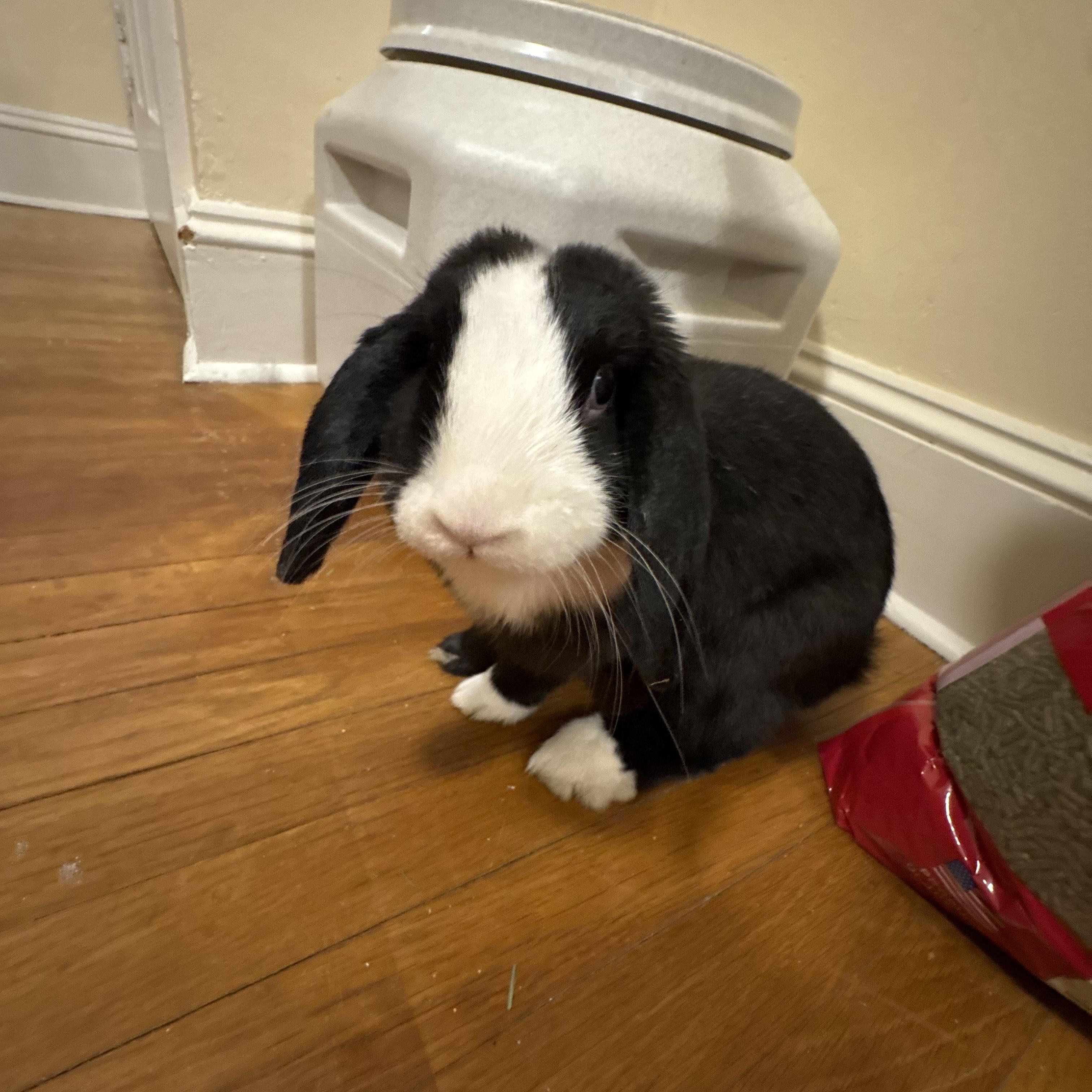 Bluebell, a Adopted mixed breed in Philadelphia, PA image 3/5