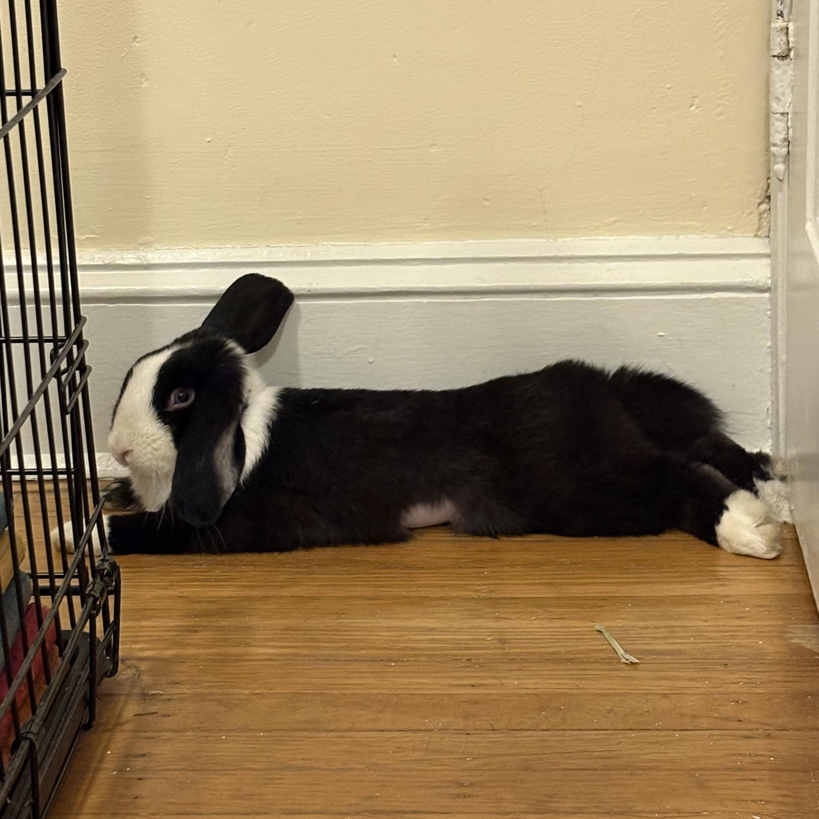 Bluebell, a Adopted mixed breed in Philadelphia, PA image 2/5