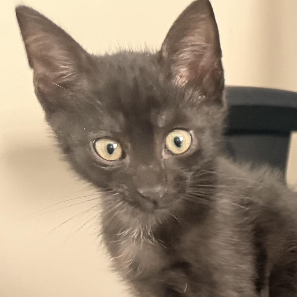KitKat, a Adoptable Domestic Short Hair in Jupiter, FL image 1/6