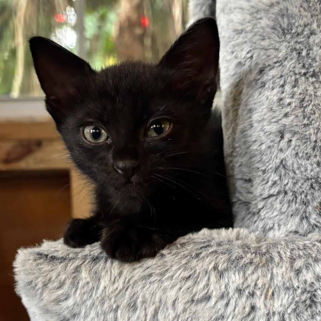 KitKat, Adoptable, Kitten Female Domestic Short Hair.