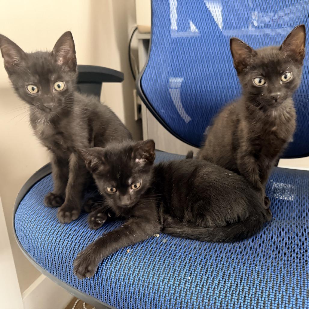 KitKat, a Adoptable Domestic Short Hair in Jupiter, FL image 3/6