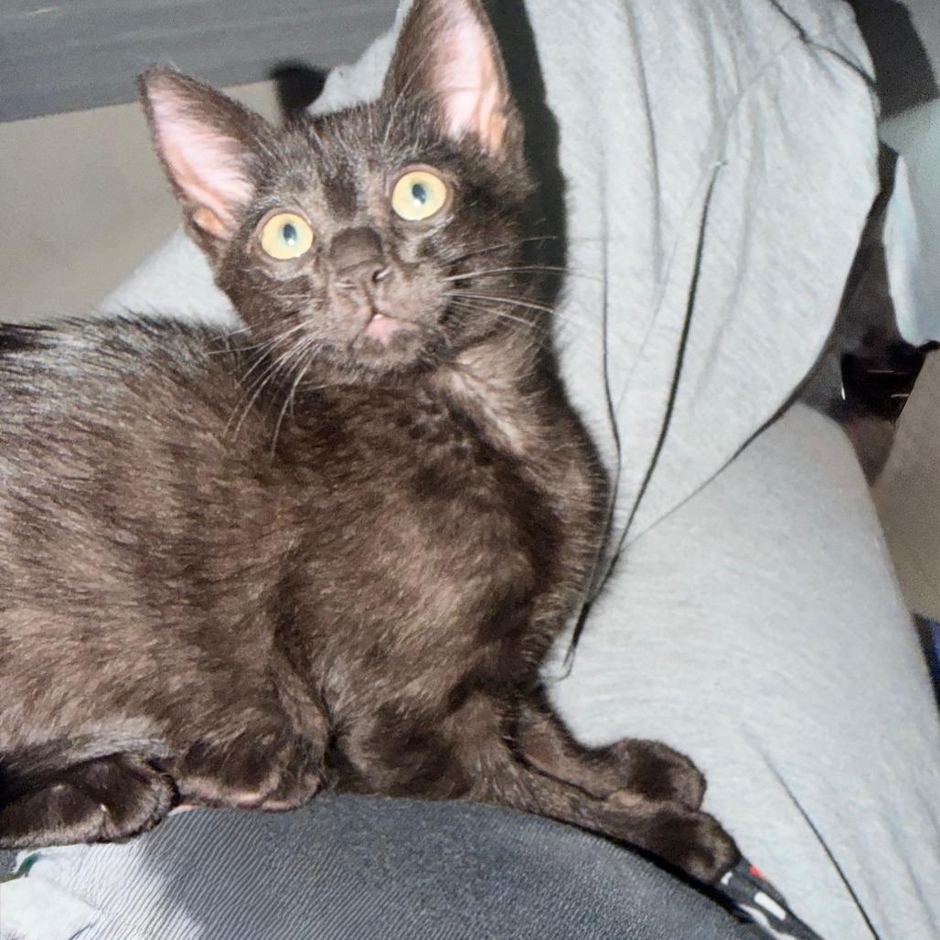 Enlarge KitKat, a Adoptable Domestic Short Hair in Jupiter, FL image 3/6