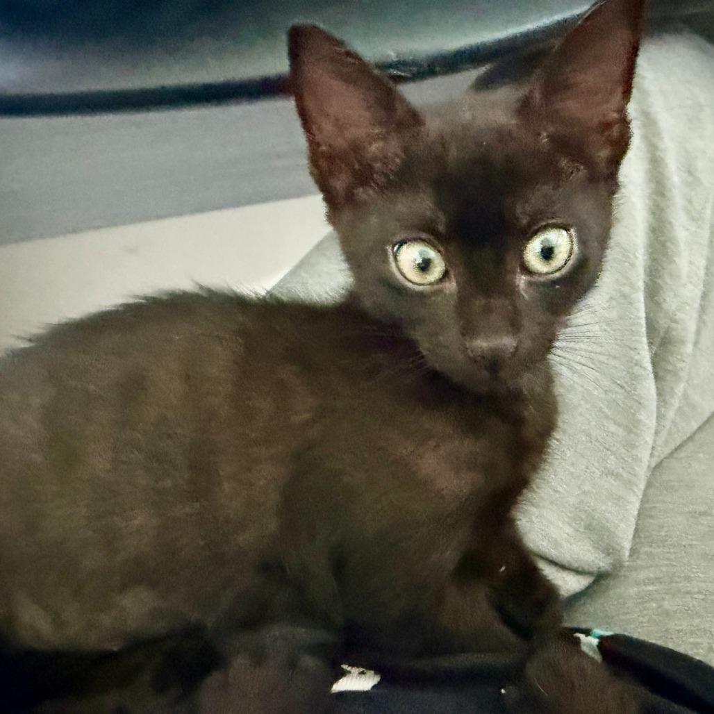 KitKat, a Adoptable Domestic Short Hair in Jupiter, FL image 4/6