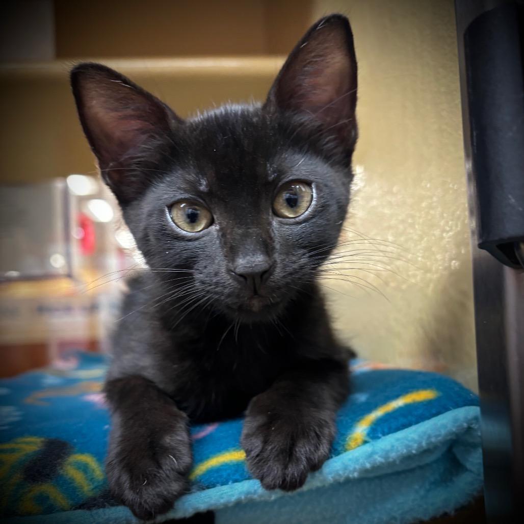 Enlarge KitKat, a Adoptable Domestic Short Hair in Jupiter, FL image 4/6