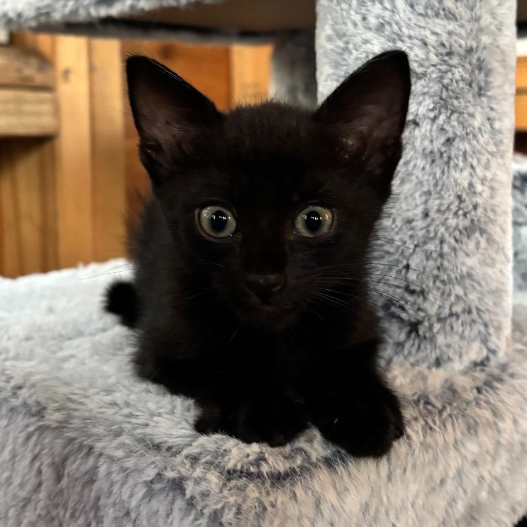 KitKat, a Adoptable Domestic Short Hair in Jupiter, FL image 5/6
