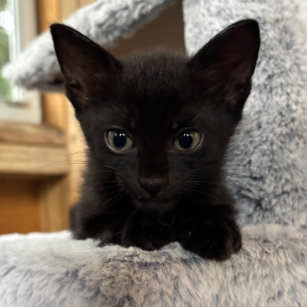 KitKat, a Adoptable Domestic Short Hair in Jupiter, FL image 6/6