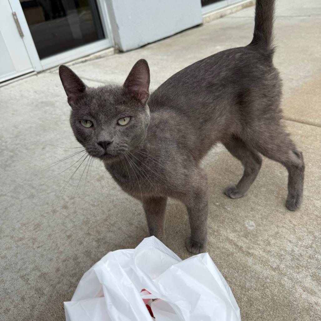 Domino, Adoptable, Young Male Domestic Short Hair.