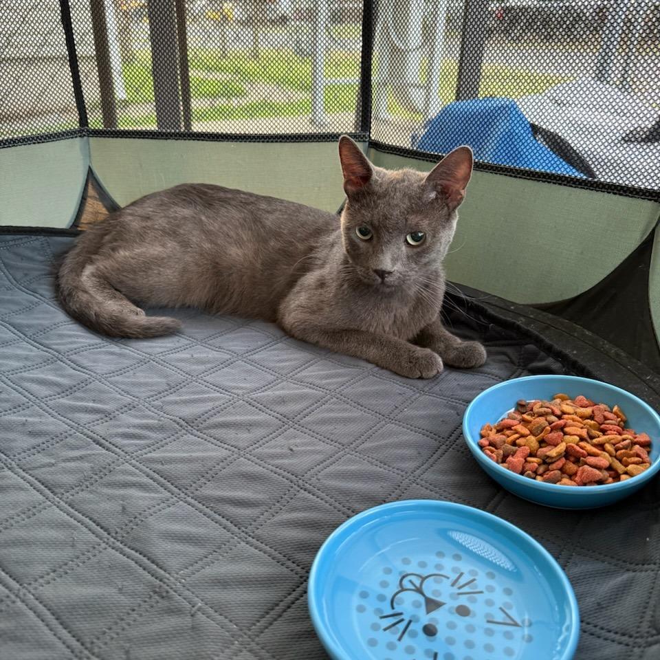 Domino, a Adoptable Domestic Short Hair in Okmulgee, OK image 2/2