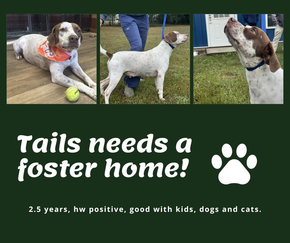 Needs Foster Tails (SC)