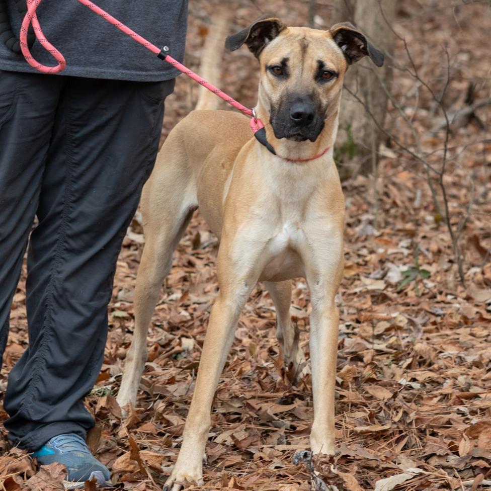 SONYA-30380, Adoptable, Adult Female Great Dane & Shepherd.