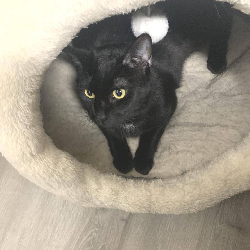 Cece — thumbnail 3