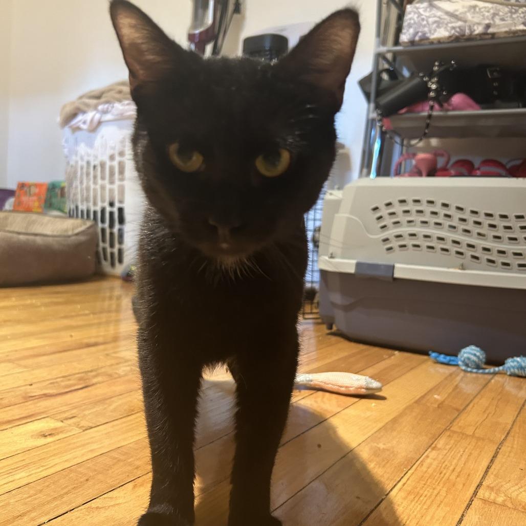 Cece — thumbnail 5