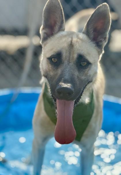 Echo, a Adoptable mixed breed in Balch Springs, TX image 1/3