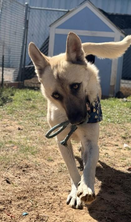 Echo, a Adoptable mixed breed in Balch Springs, TX image 3/3