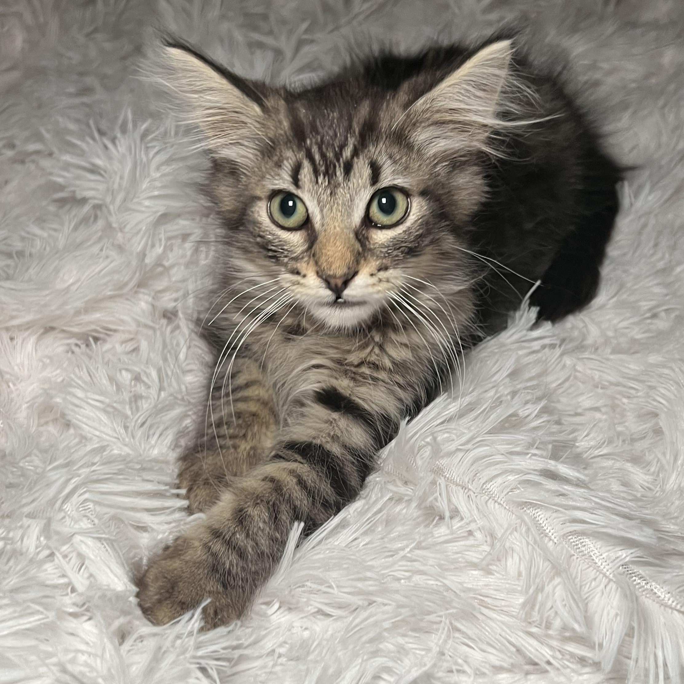 family cats　0618 Cat for adoption - Teresa's 4, a Maine Coon & Domestic Short