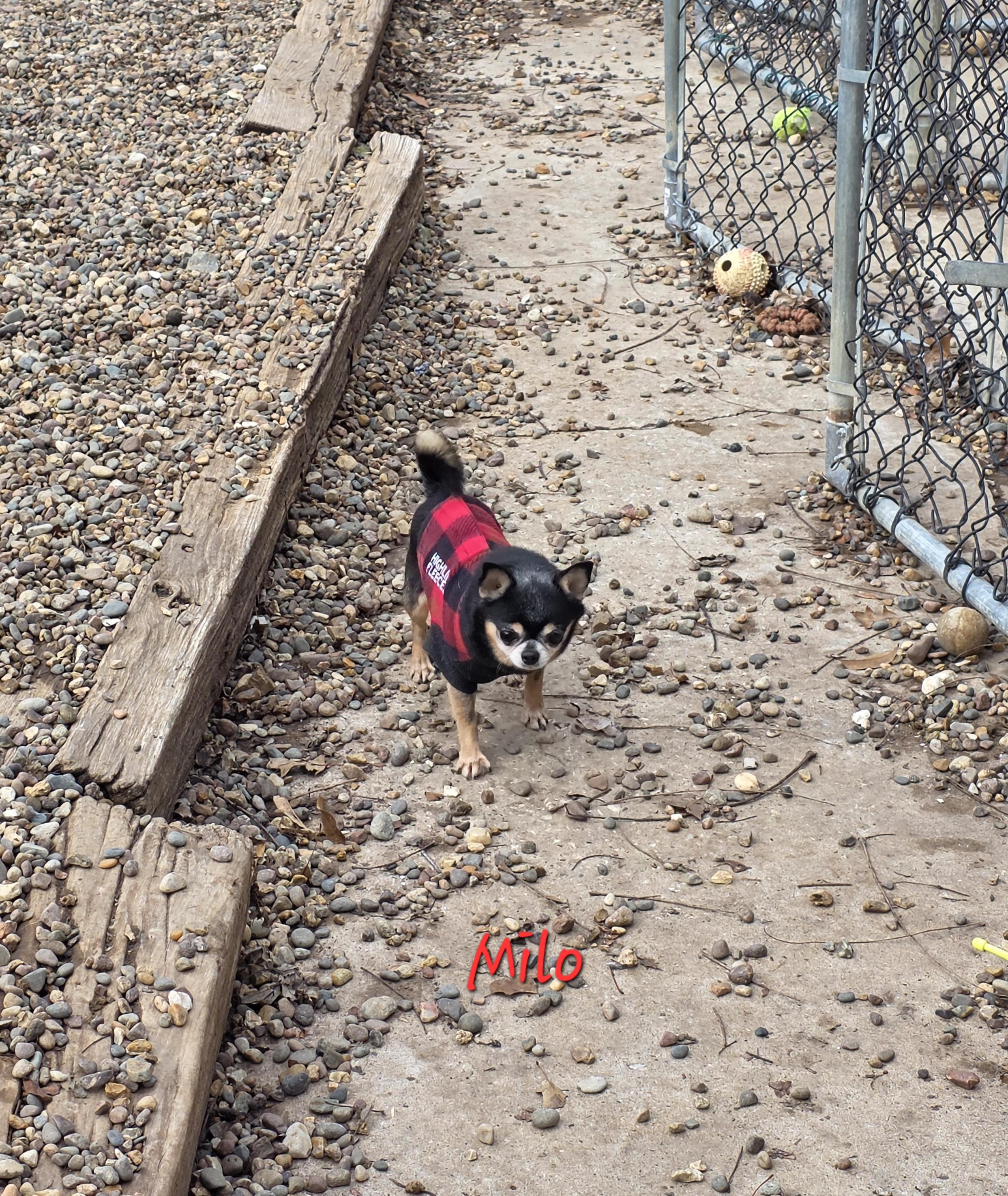 Milo, ADOPTABLE, Adult Male Chihuahua.