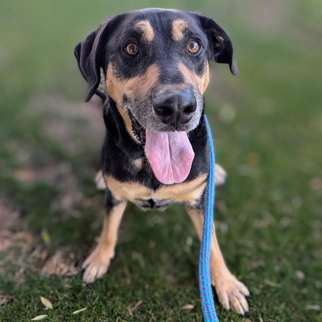 Enlarge ODONIS, a Adoptable mixed breed in Mesa, AZ image 1/1