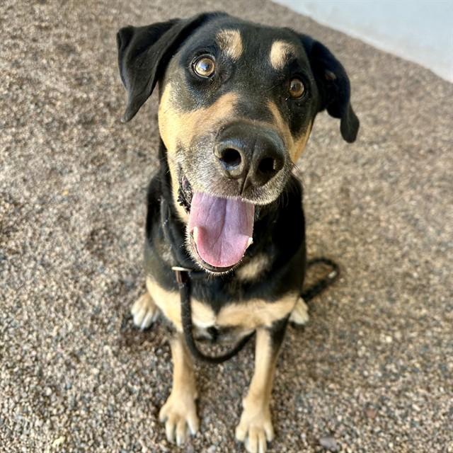 ODONIS, Adoptable, Adult Male German Shepherd Dog & Mixed Breed.