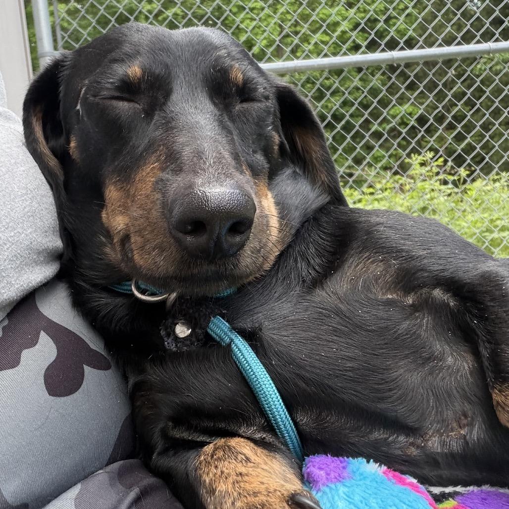 Dale, Adoptable, Adult Male Dachshund.
