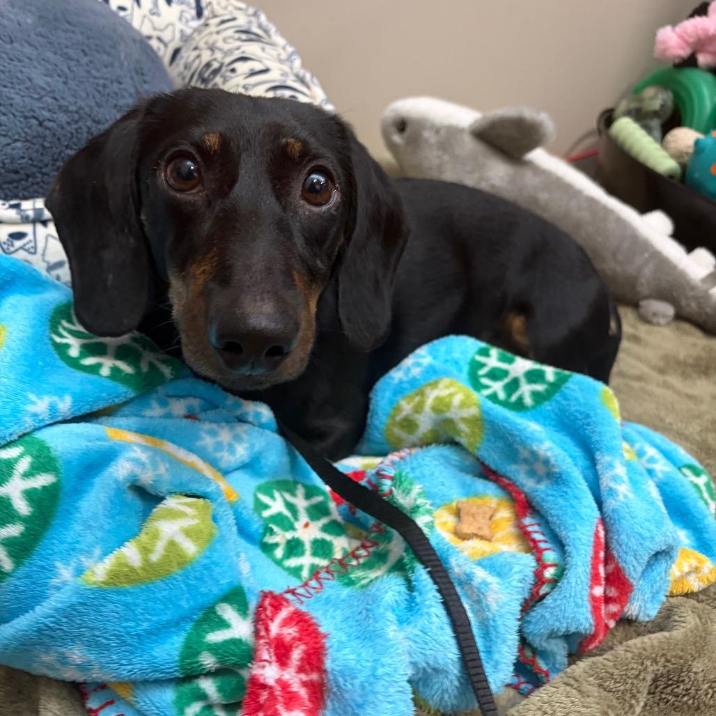 Dale, a Adoptable Dachshund in Bedford, NH image 2/4