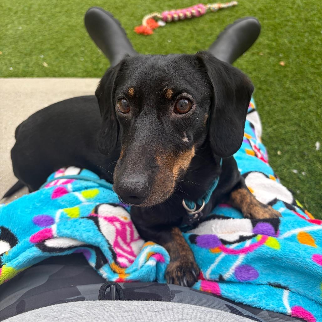 Dale, a Adoptable Dachshund in Bedford, NH image 3/4