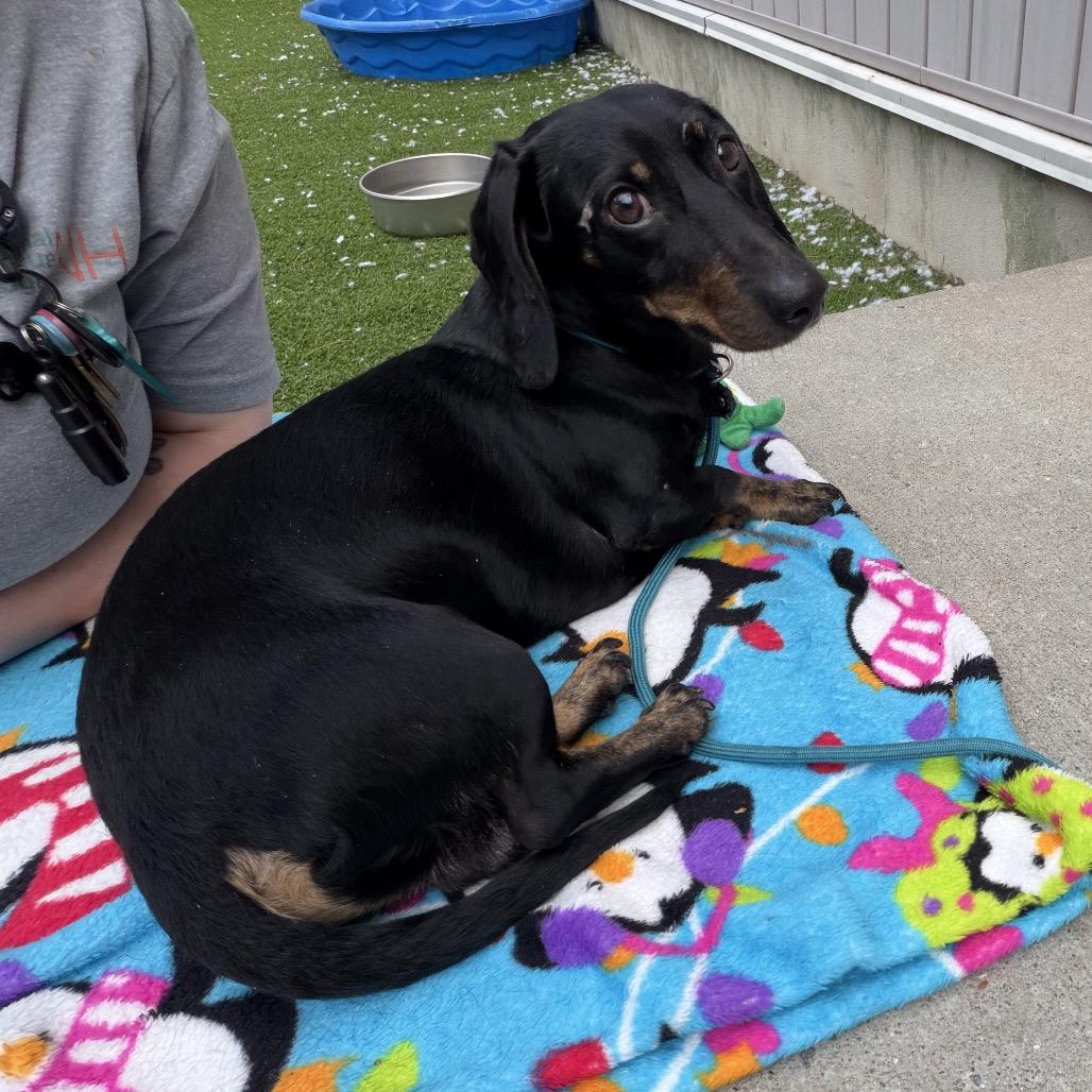 Dale, a Adoptable Dachshund in Bedford, NH image 4/4