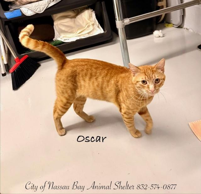 F13-26 Oscar, ADOPTABLE, Young Male American Shorthair.