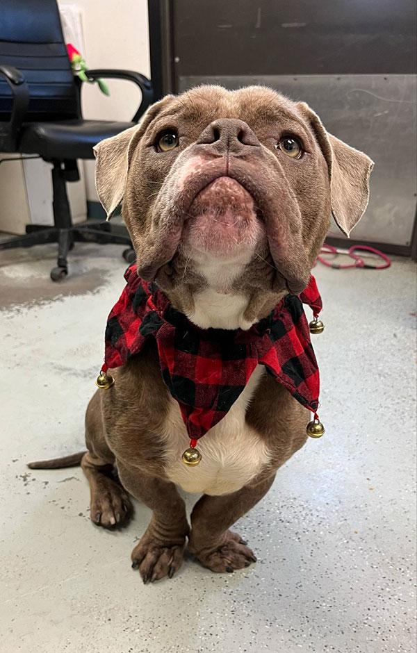 Tommy Pickles **Courtesy Post. Out of town pet. See below for details**