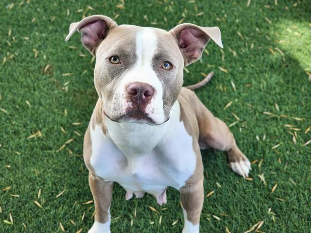 KATNISS, Adoptable, Young Female Pit Bull Terrier.