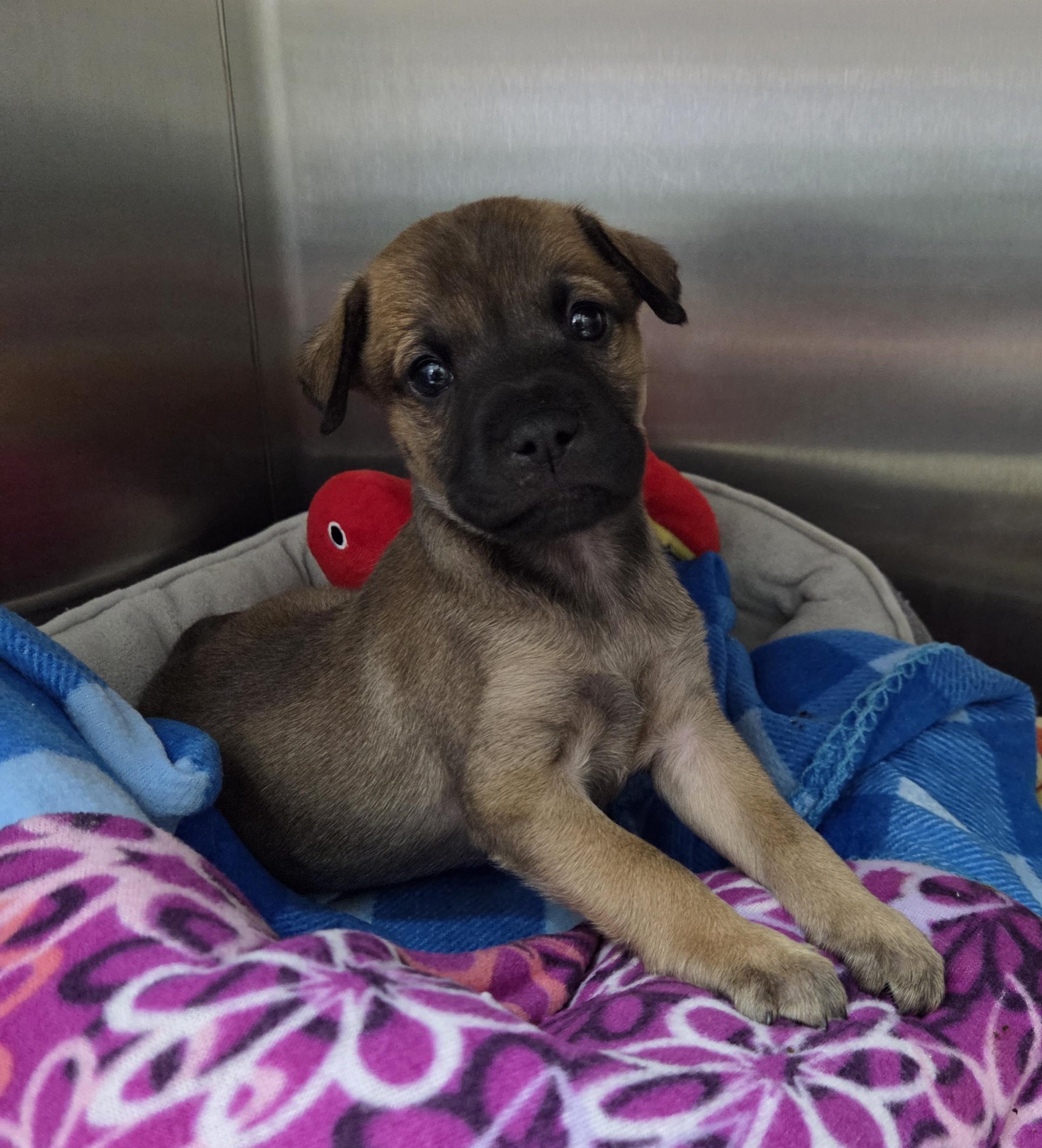 Enlarge Winslow, a ADOPTABLE mixed breed in Parsons, KS image 1/1