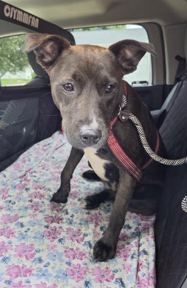 QUINN, Adoptable, Adult Female Pit Bull Terrier.