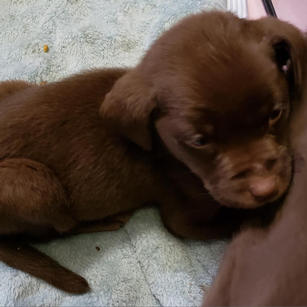 Enlarge Calvin, a Adoptable Chocolate Labrador Retriever in Muncie, IN image 3/3