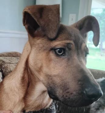 Bob, ADOPTABLE, Puppy Male Anatolian Shepherd.
