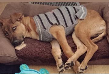 Bob, a ADOPTABLE Anatolian Shepherd in Frazier Park, CA image 2/2