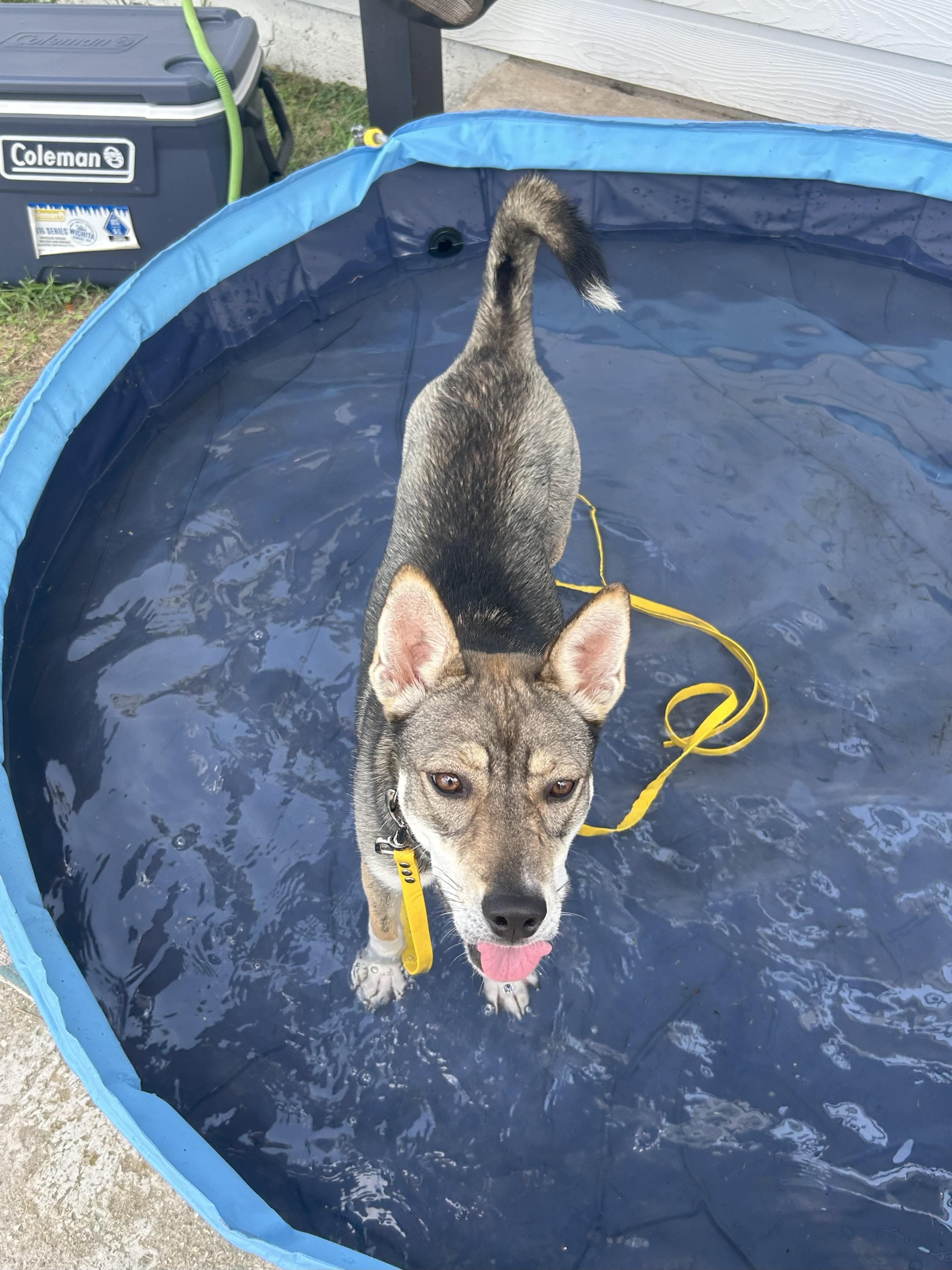 Koi, Adoptable, Adult Female Shiba Inu & Australian Shepherd.
