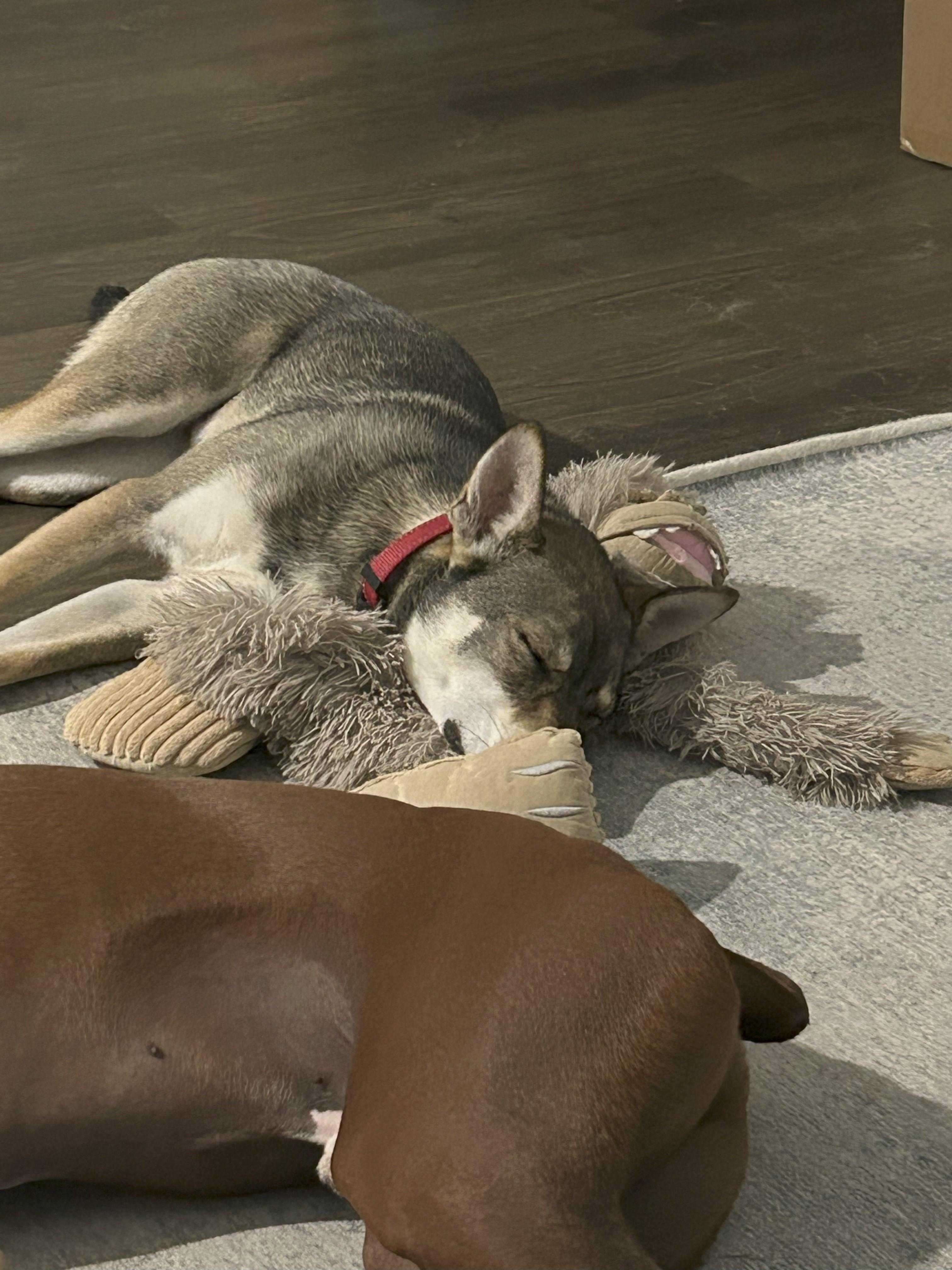 Koi, a Adoptable mixed breed in Cross Roads, TX image 3/6