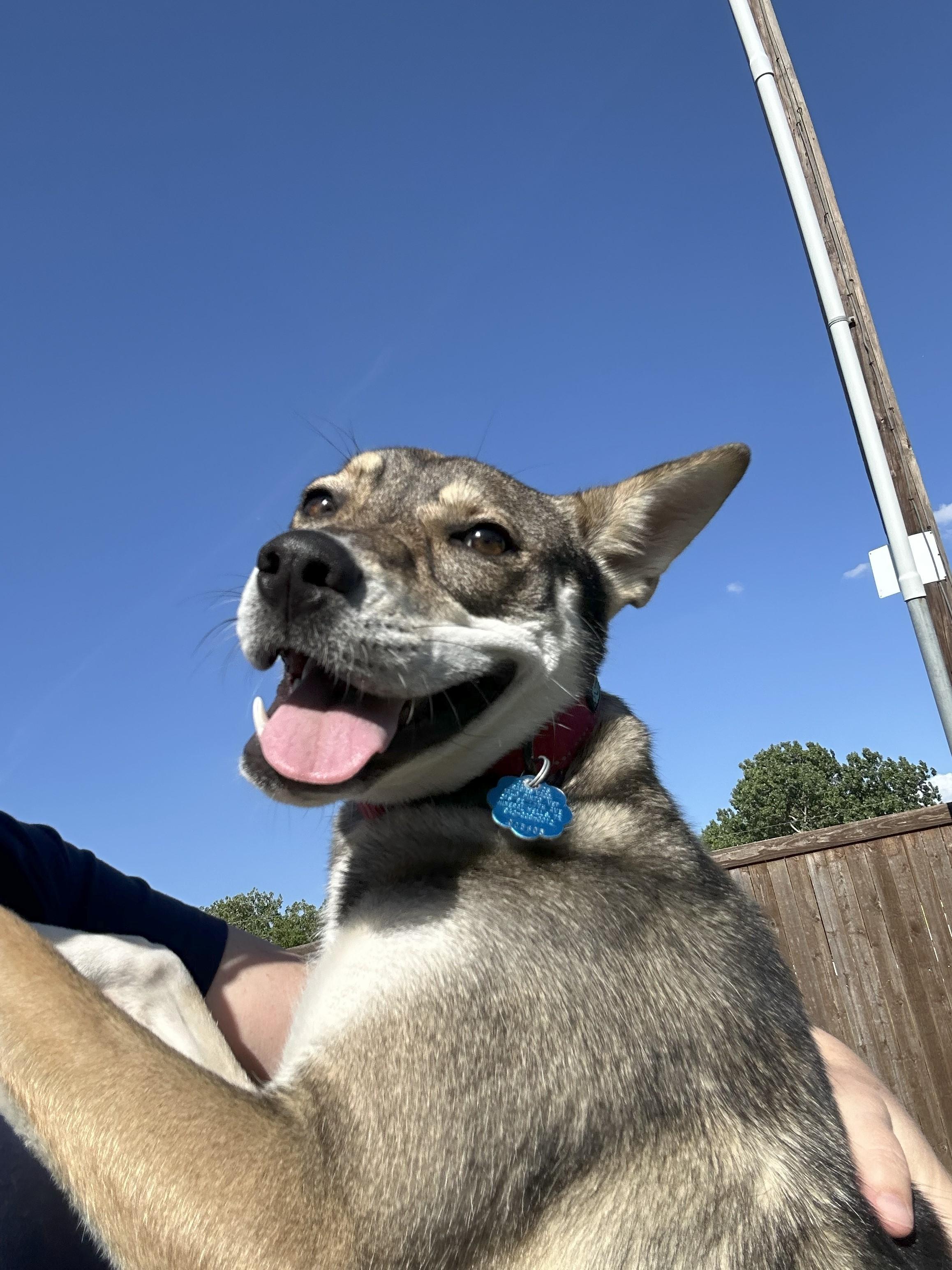 Koi, a Adoptable mixed breed in Cross Roads, TX image 4/6