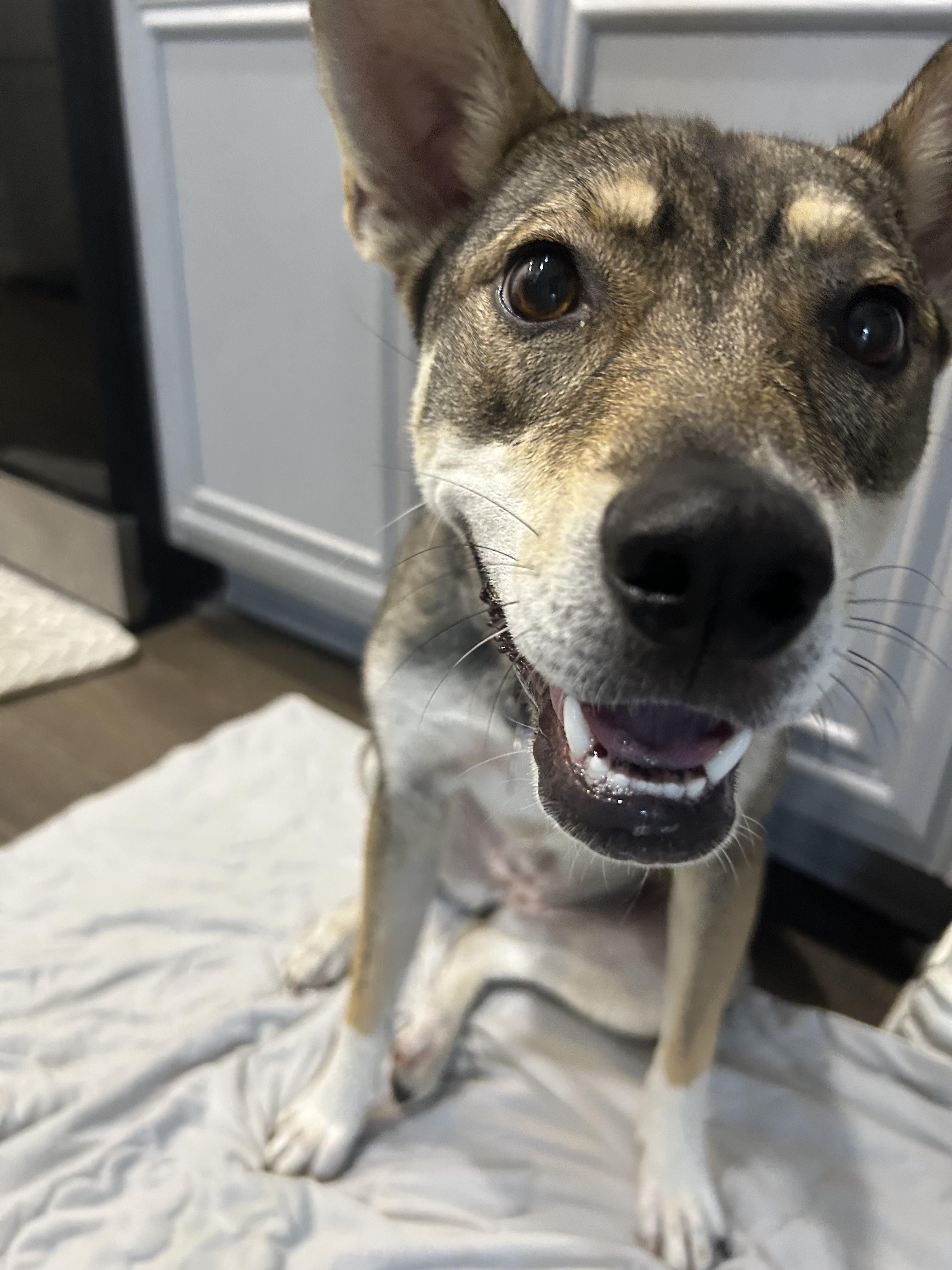 Koi, a Adoptable mixed breed in Cross Roads, TX image 5/6