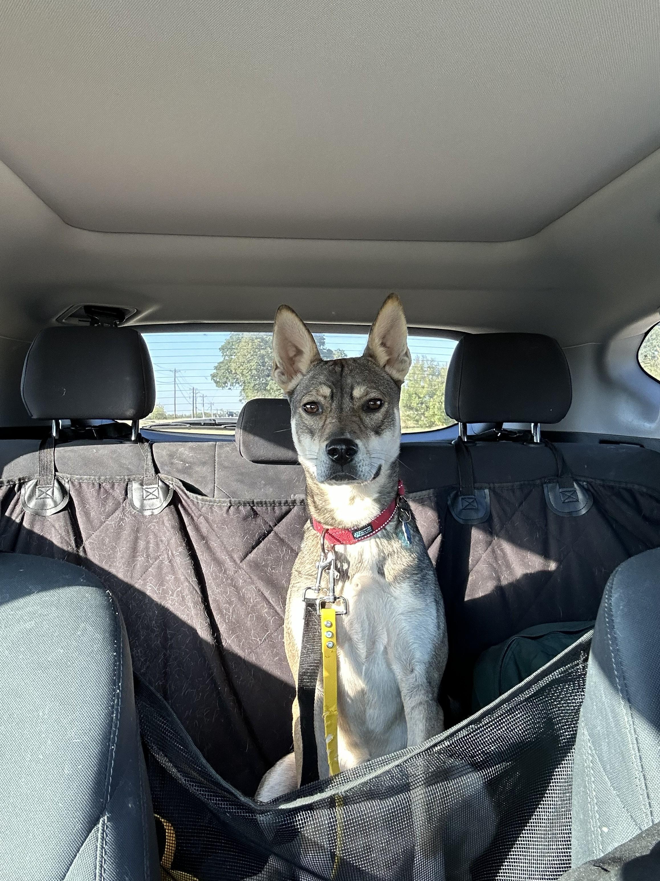 Koi, a Adoptable mixed breed in Cross Roads, TX image 6/6