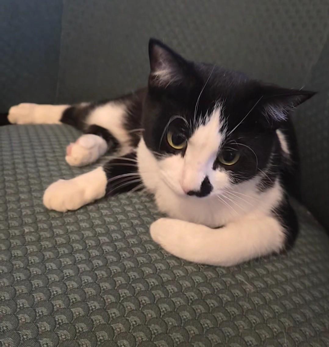 Enlarge Cookie, a ADOPTABLE Domestic Short Hair in Stevensville, ON image 2/2