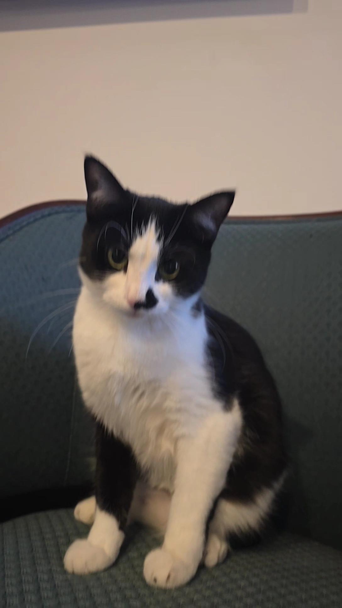 Cookie, ADOPTABLE, Young Female Domestic Short Hair.