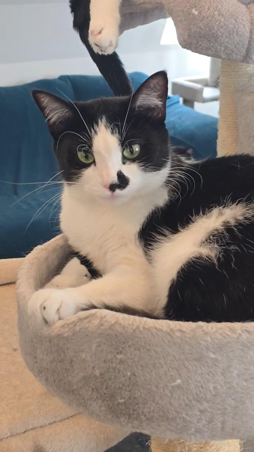 Cookie, ADOPTABLE, Young Female Domestic Short Hair.