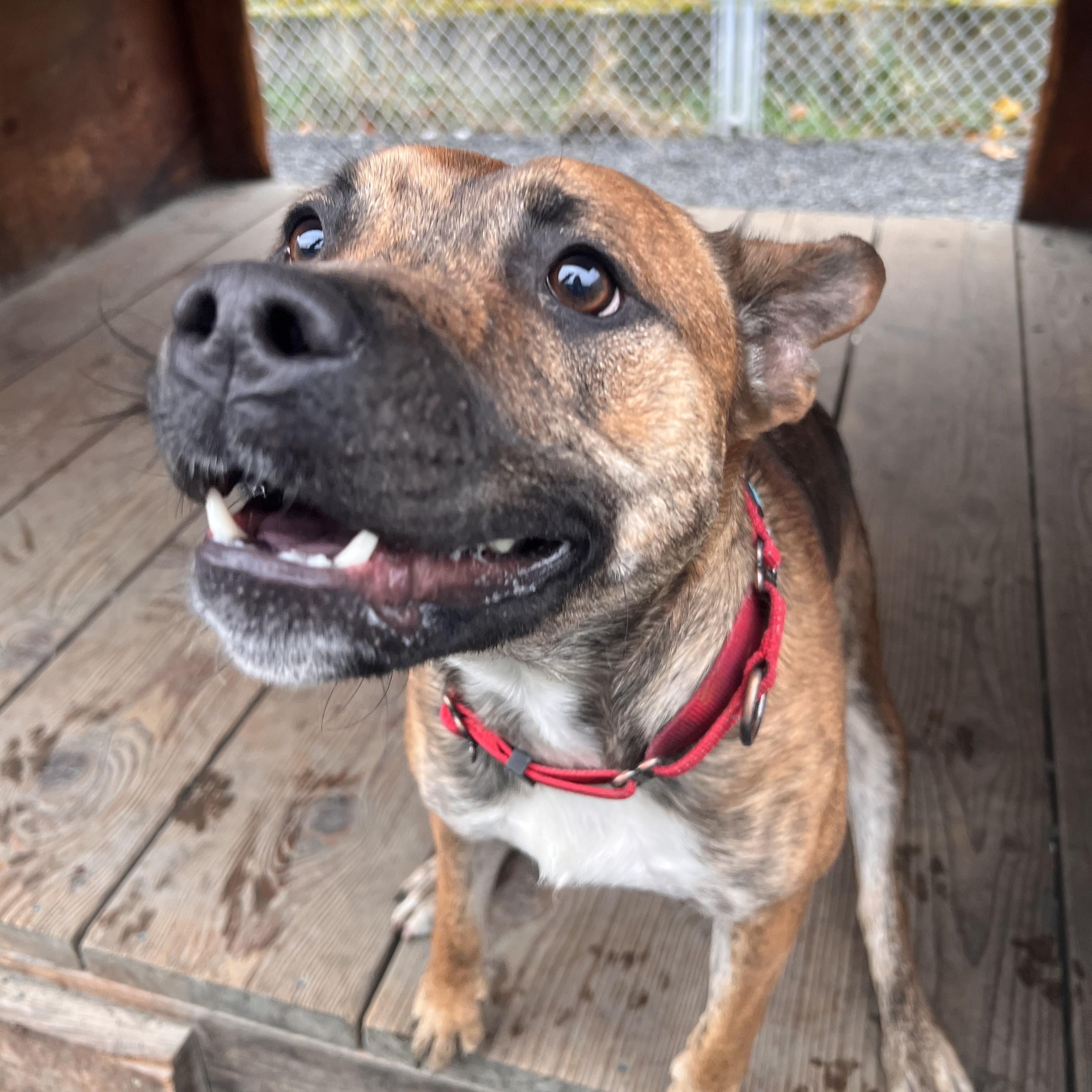 Enlarge Cornflake, a Adoptable mixed breed in Moscow, ID image 1/4