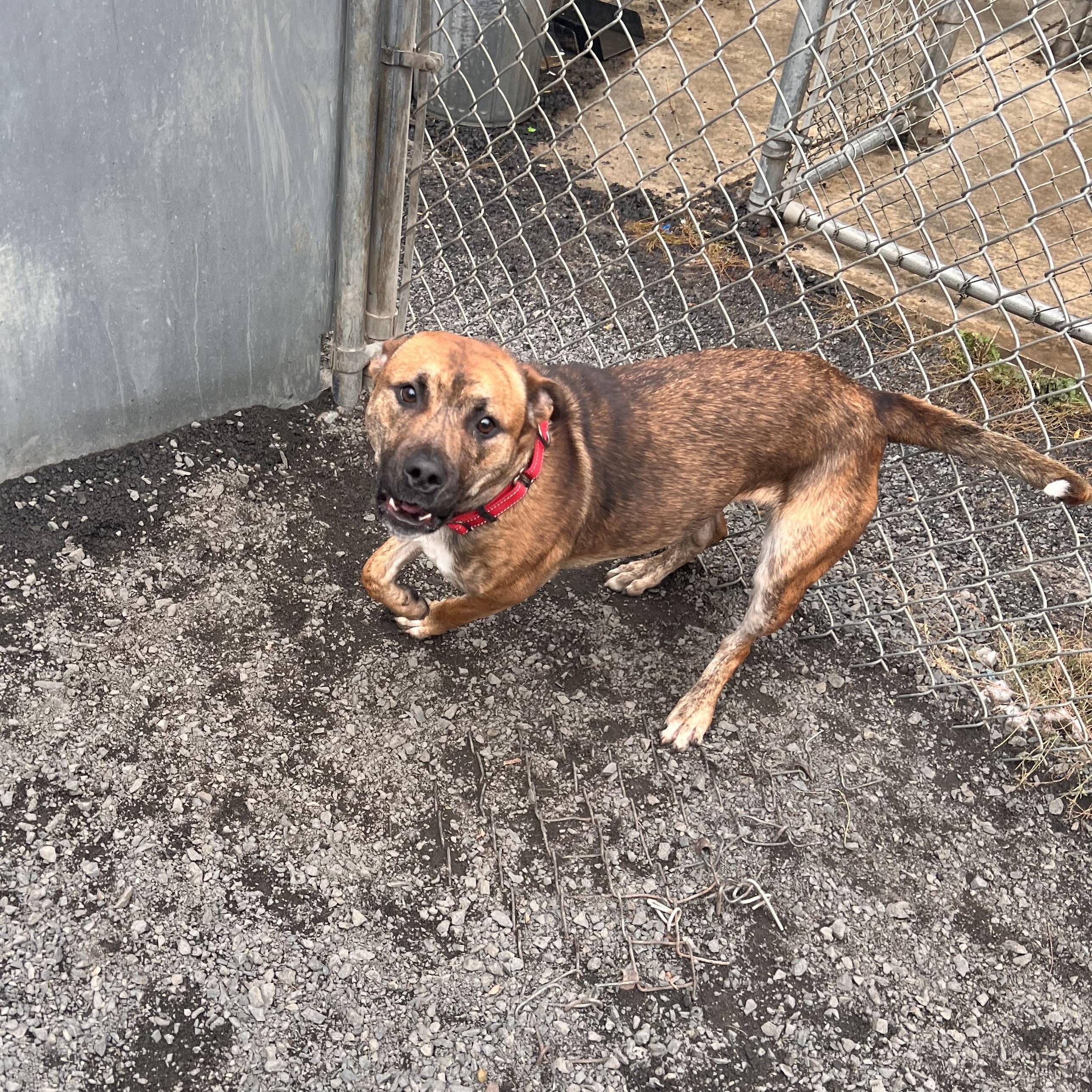 Enlarge Cornflake, a Adoptable mixed breed in Moscow, ID image 2/4